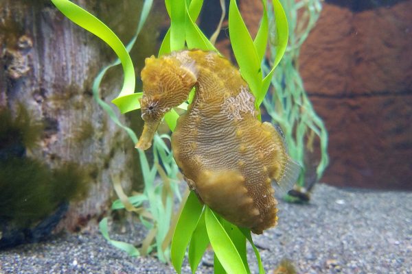 Seahorses