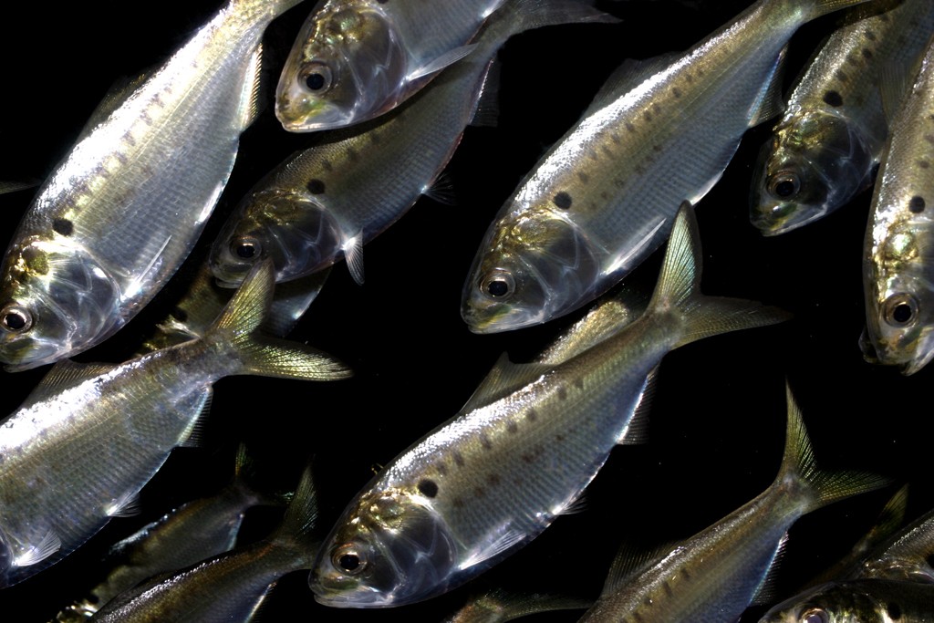 Bunker Schooling Fish