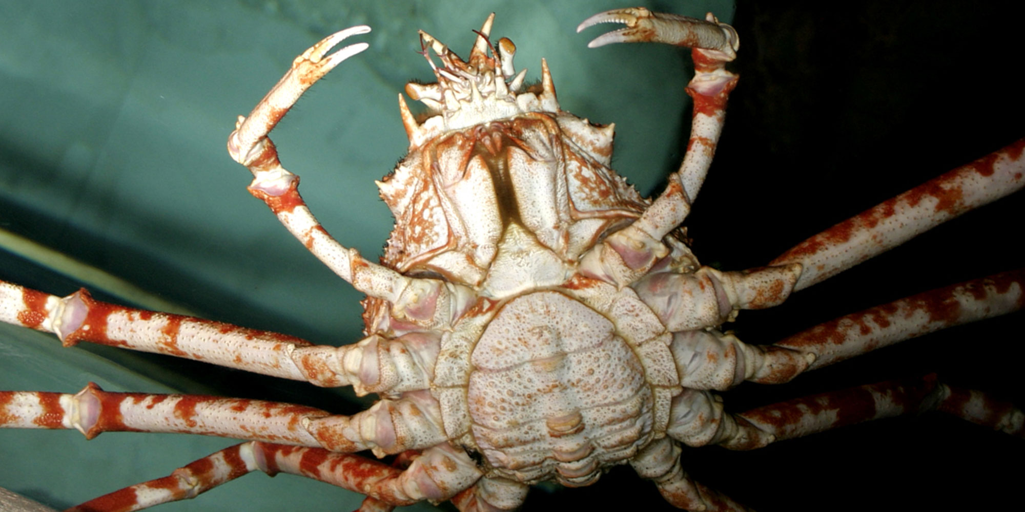 Crab