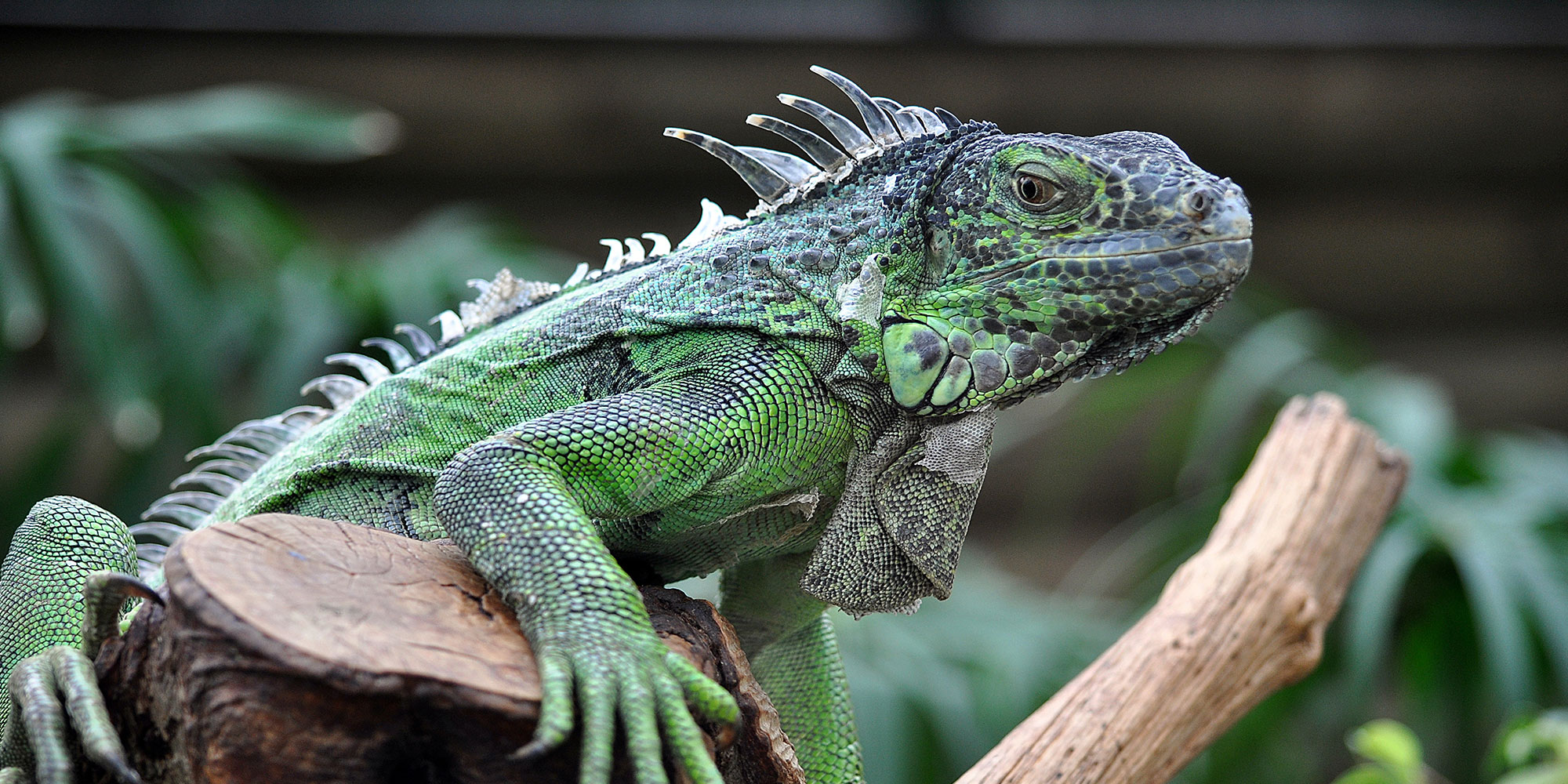 Creature From Reptile Ruins Exhibit