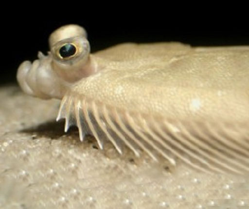 Flounder Find At LIA