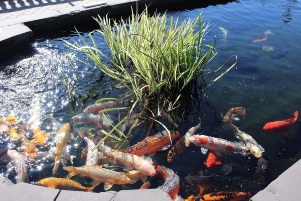 Koi Pond