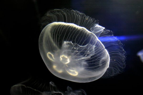 Moon Jellies