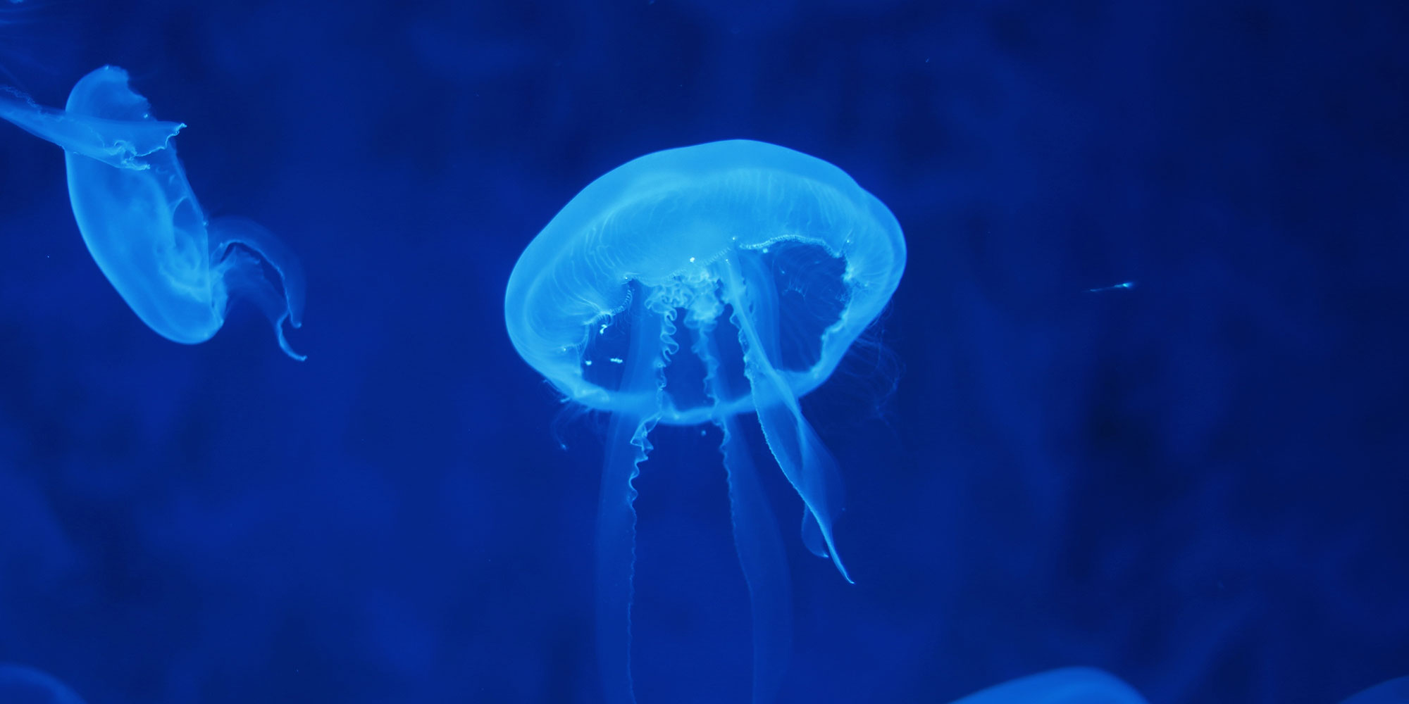 Jellyfish