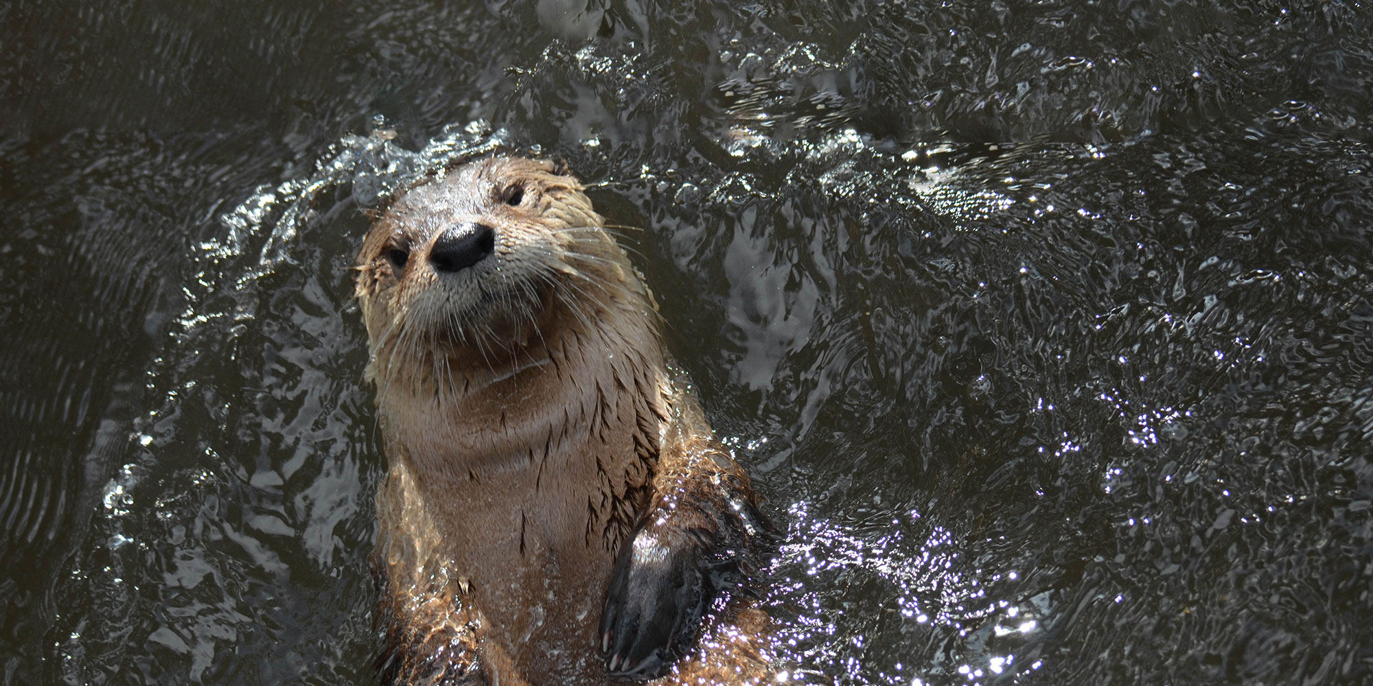 Otter