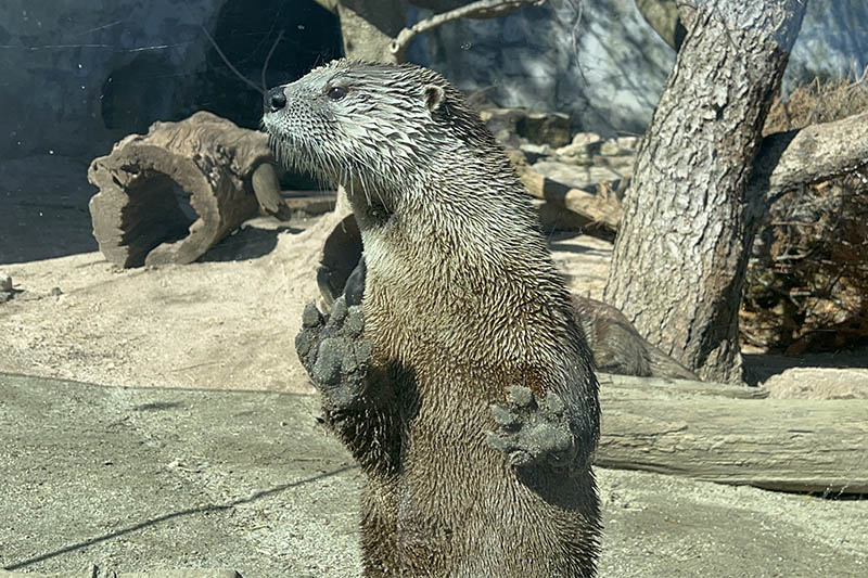 Otter