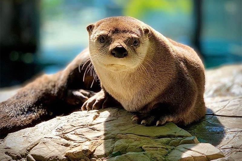 Otter