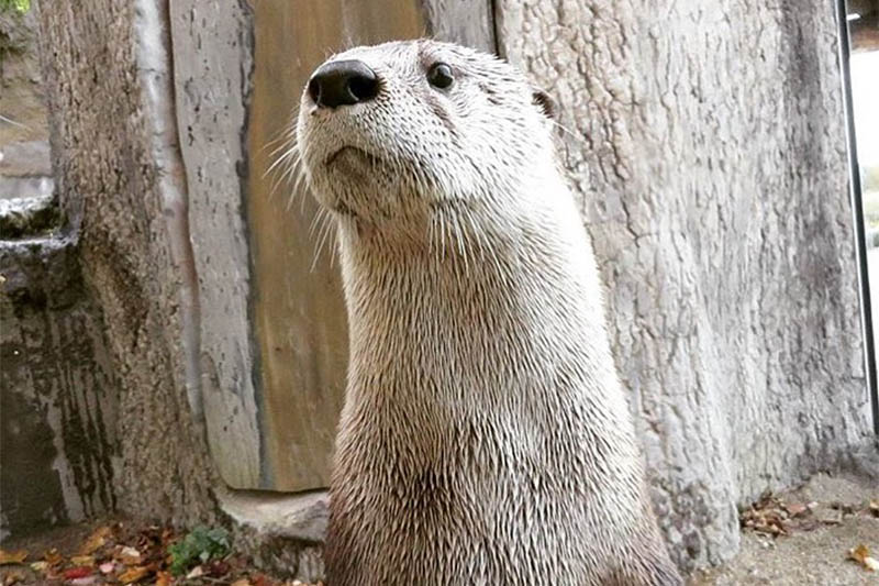 Otter