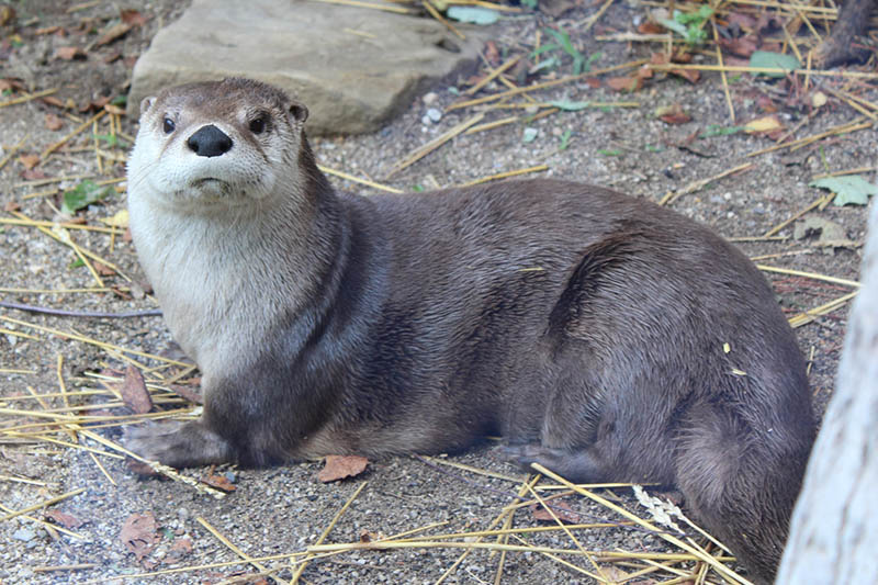 Otter