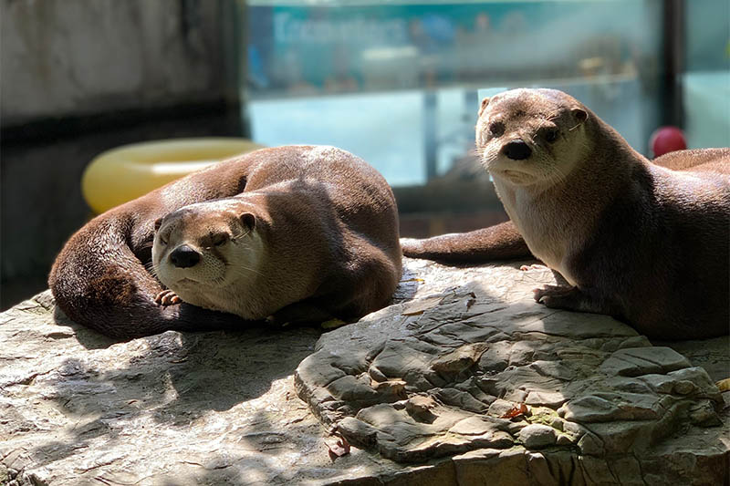 Otters