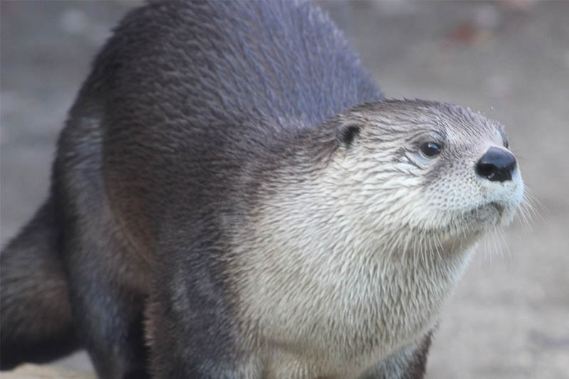 Otter