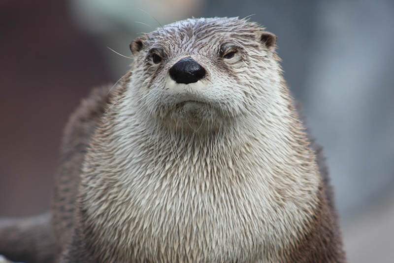 Otter