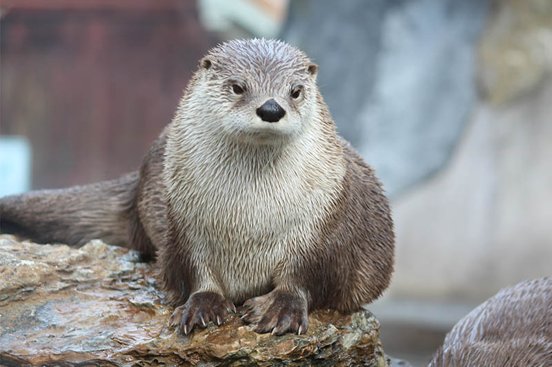 Otter