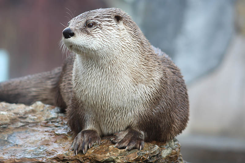 Otter