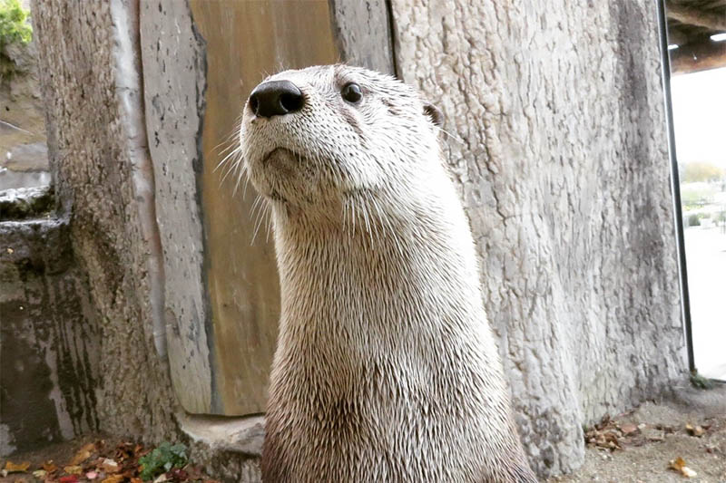 Otter