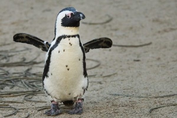 Penguin Pavilion