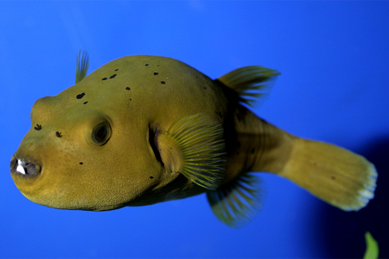 Pufferfish