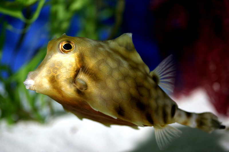 Puffer Fish