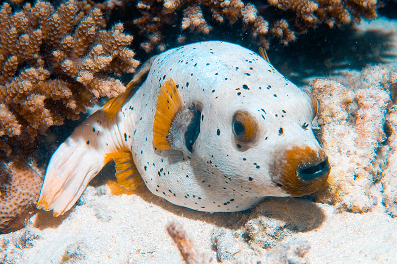 Puffer Fish