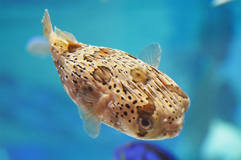 Puffer Fish Exhibit - Long Island Aquarium