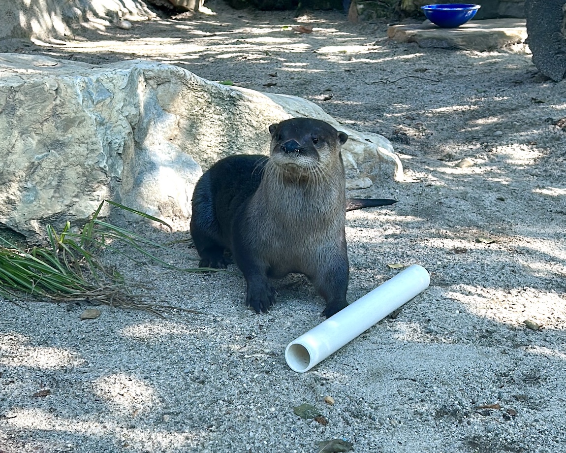 Female Otter Flo at habitat with plastic tube
