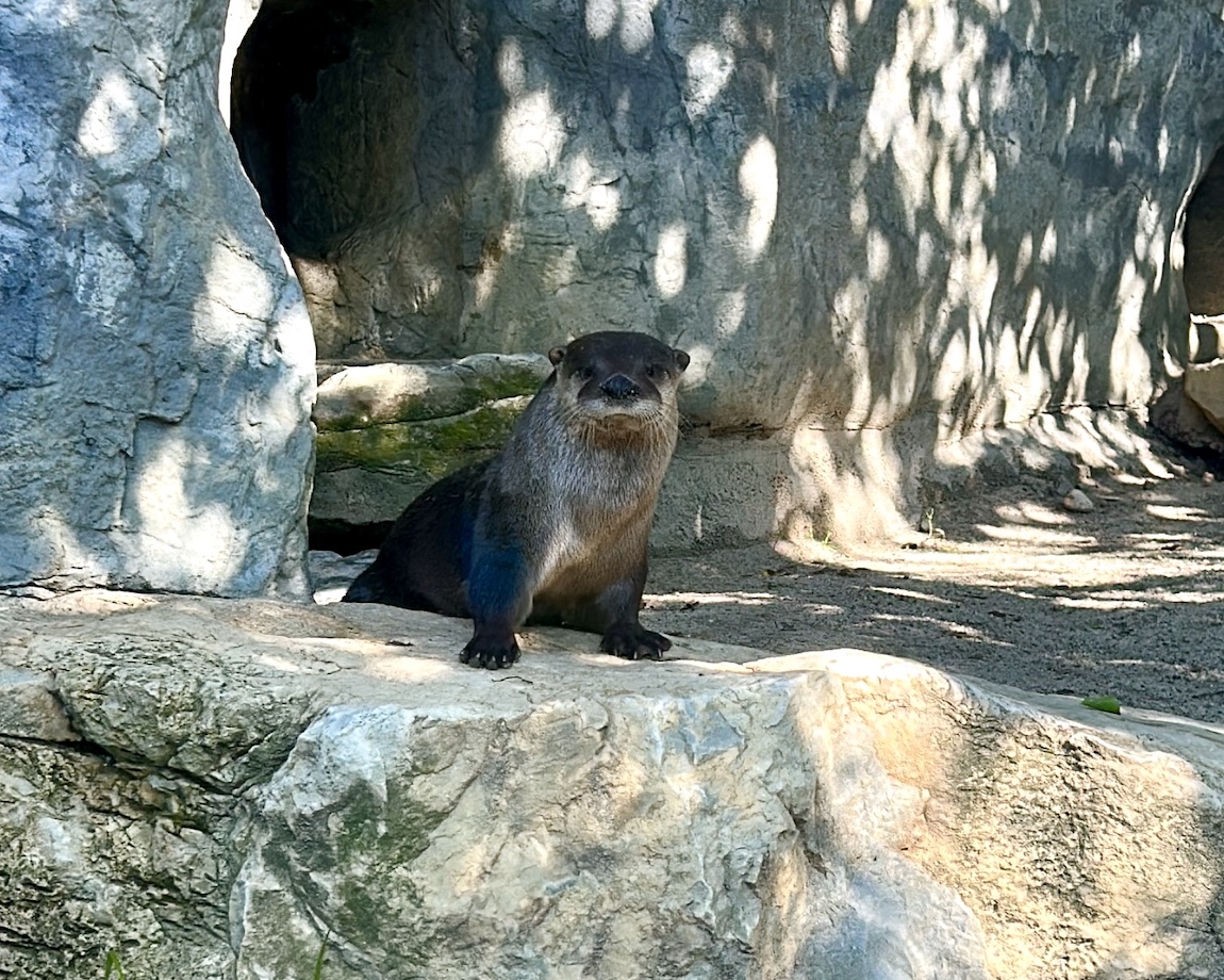 Female Otter Flo on rock at habitat