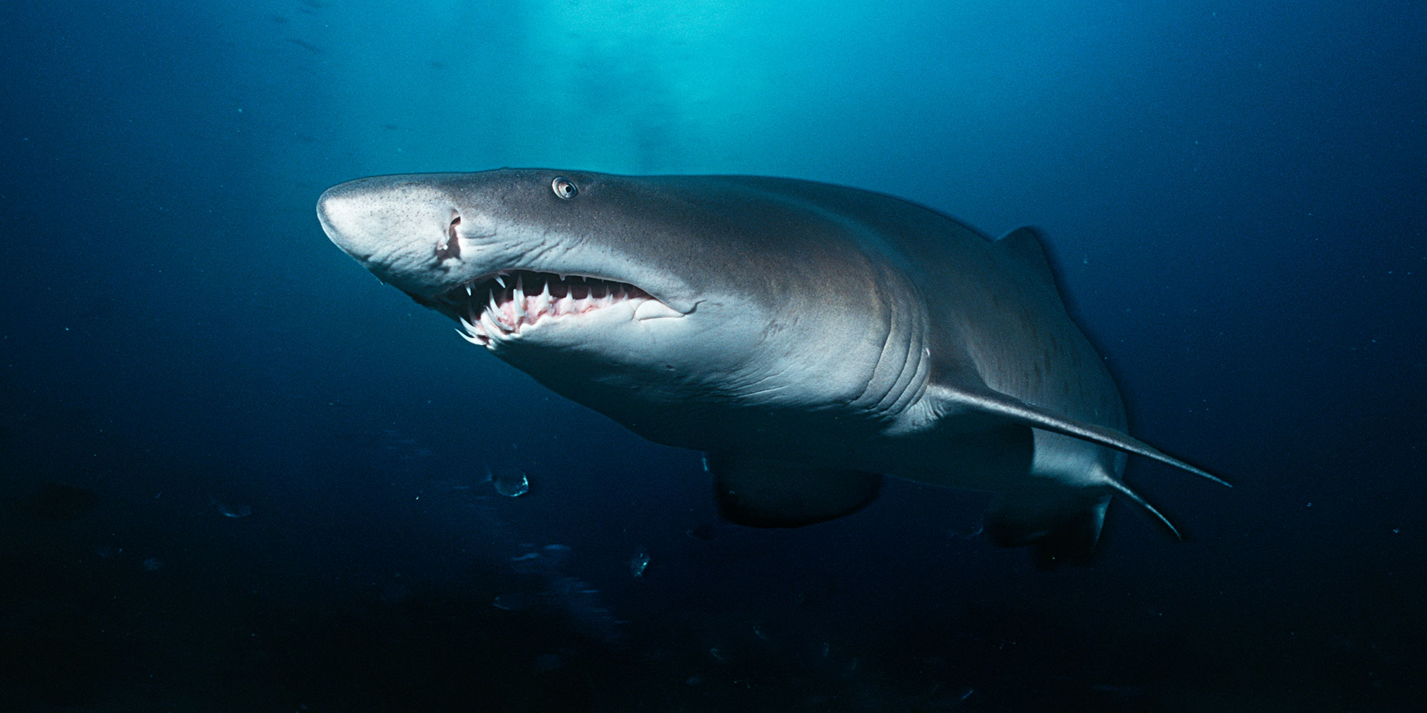 Sand Tiger Shark