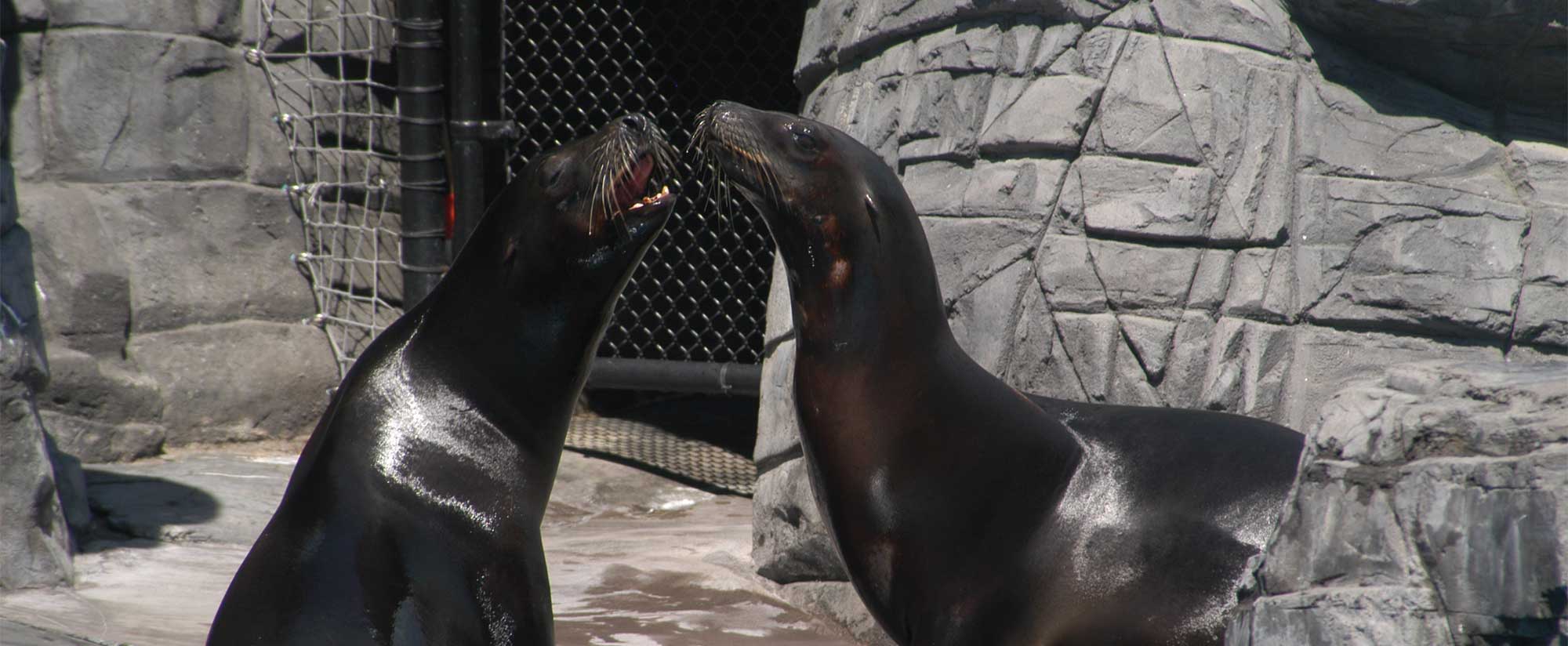 Sea Lions at LIA