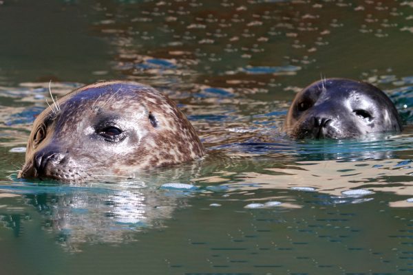 Seals