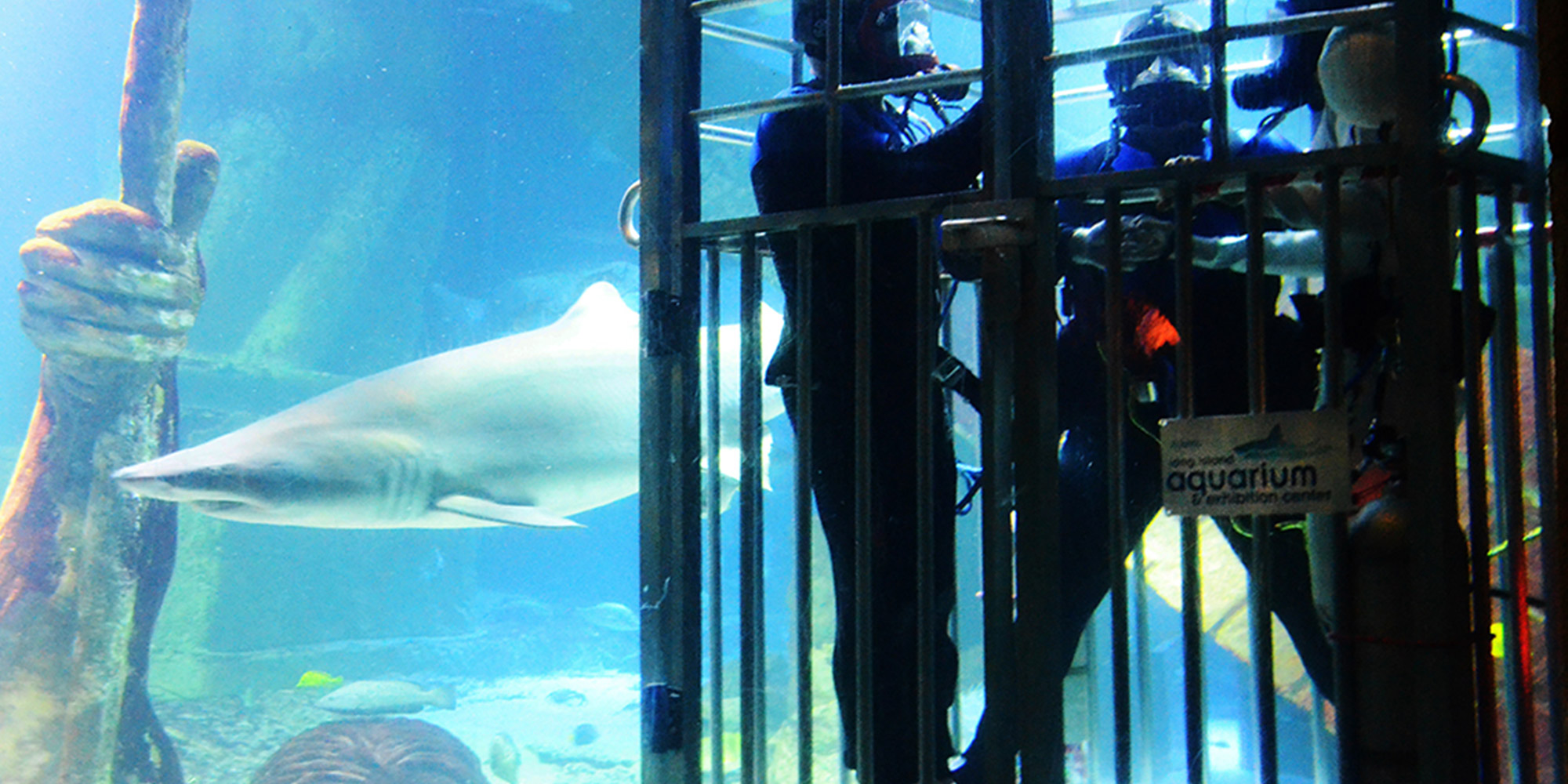 Shark Dive - Long Island Aquarium