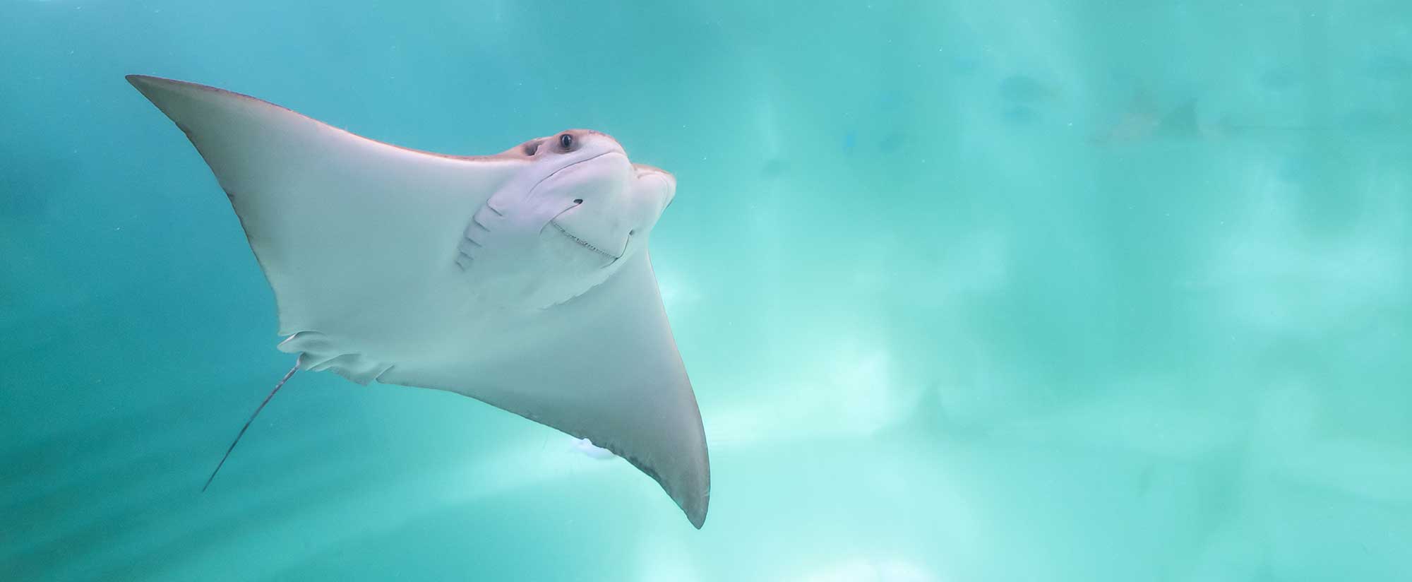 Stingray