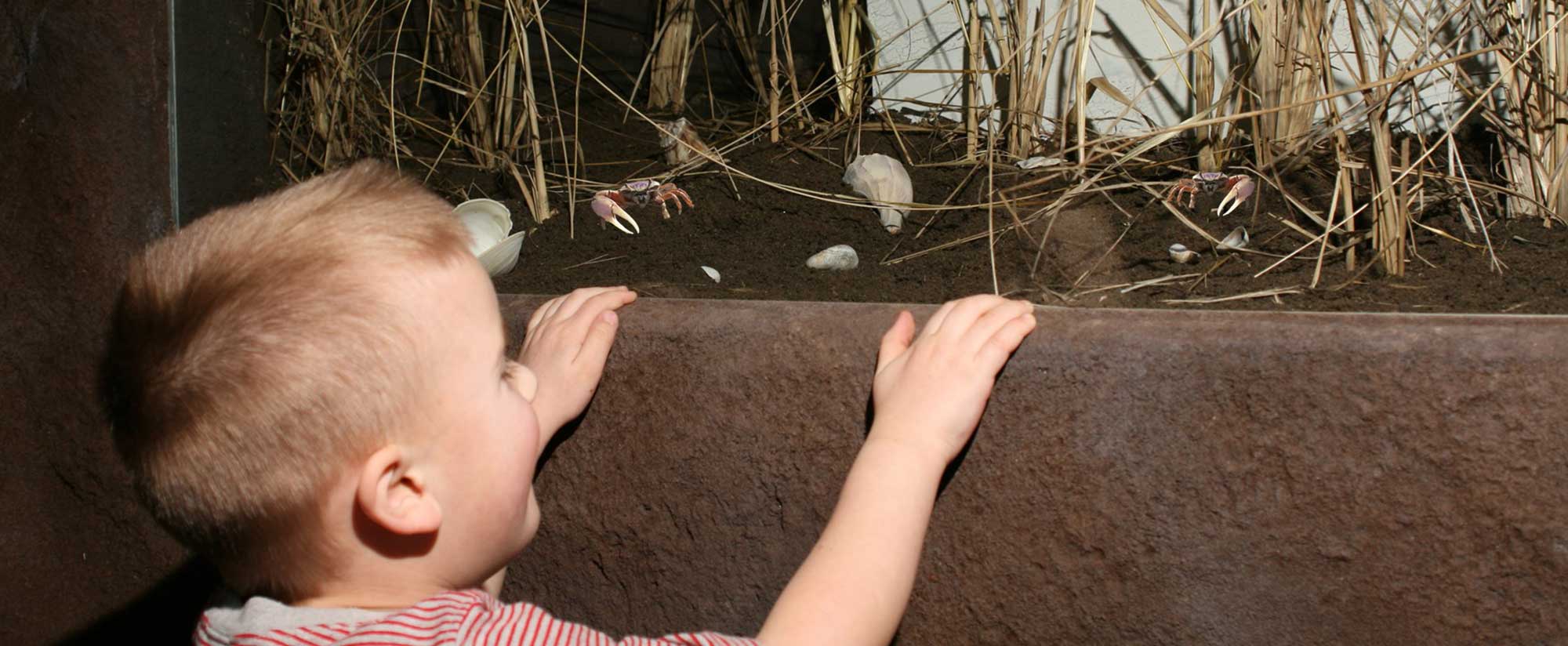 Tidal Marsh Boy Looking at Crabs