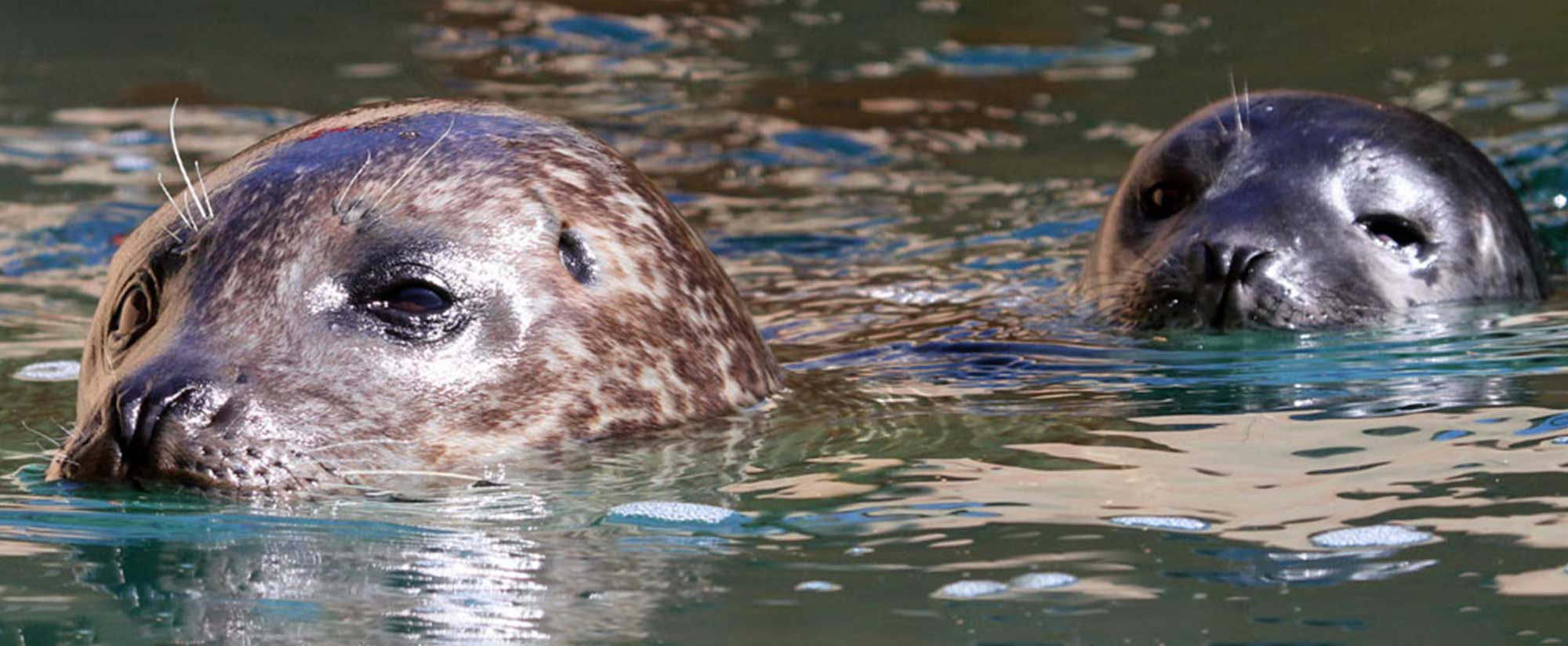 Two seals