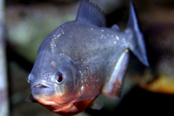 Piranha