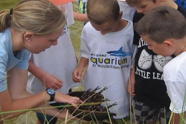 Interactive Salt Marsh