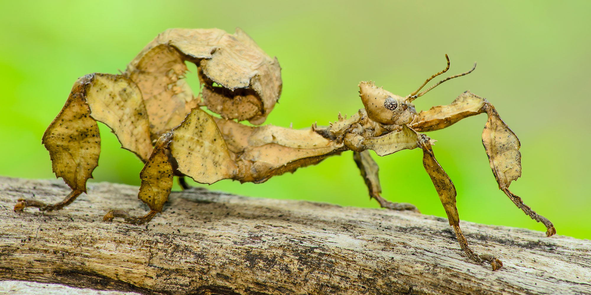 Bugs Exhibit at LIA