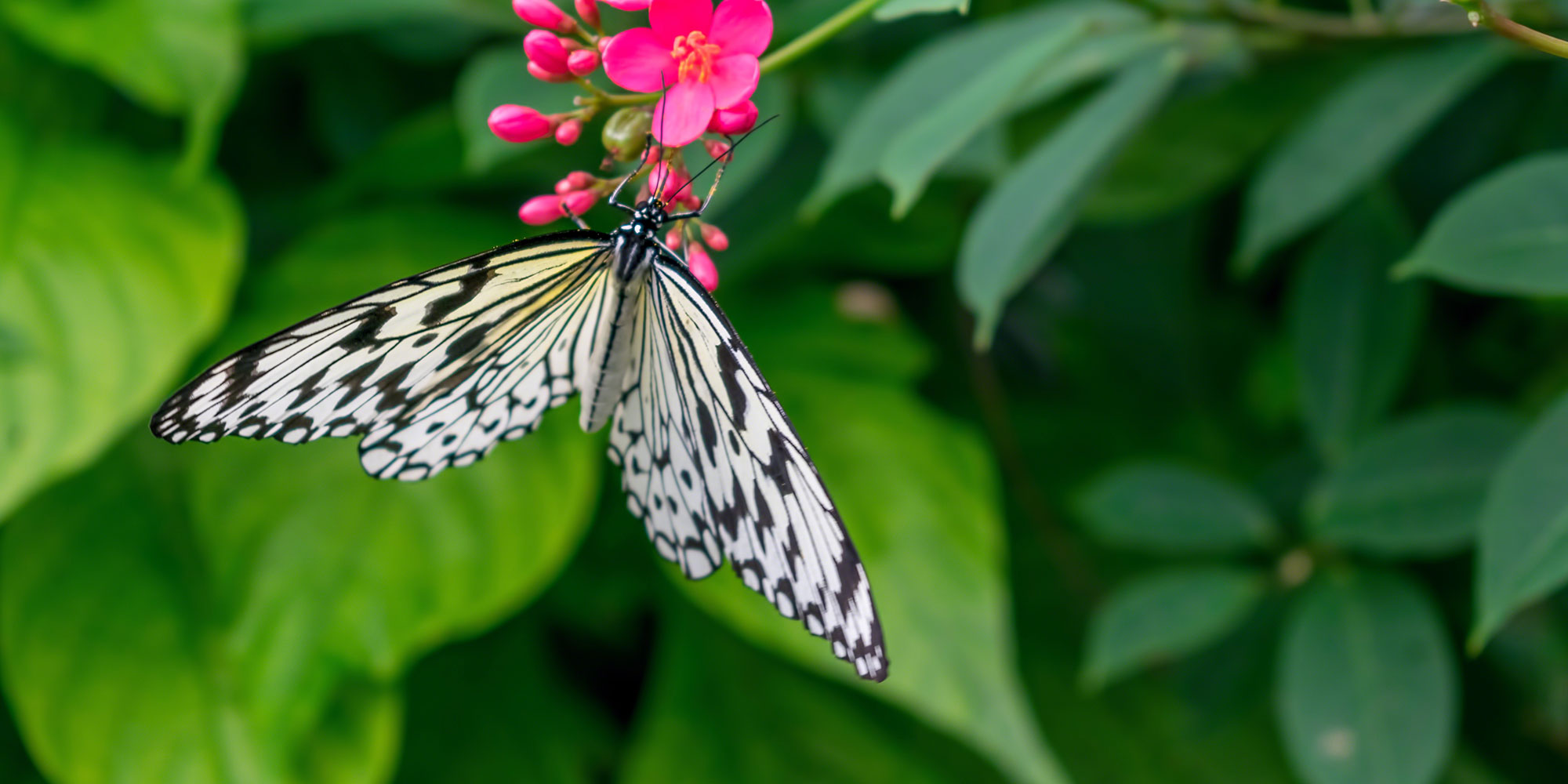 Paper kite butterfly getting nectar from pink flower