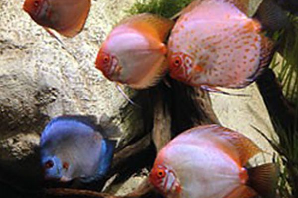 Discus Fish