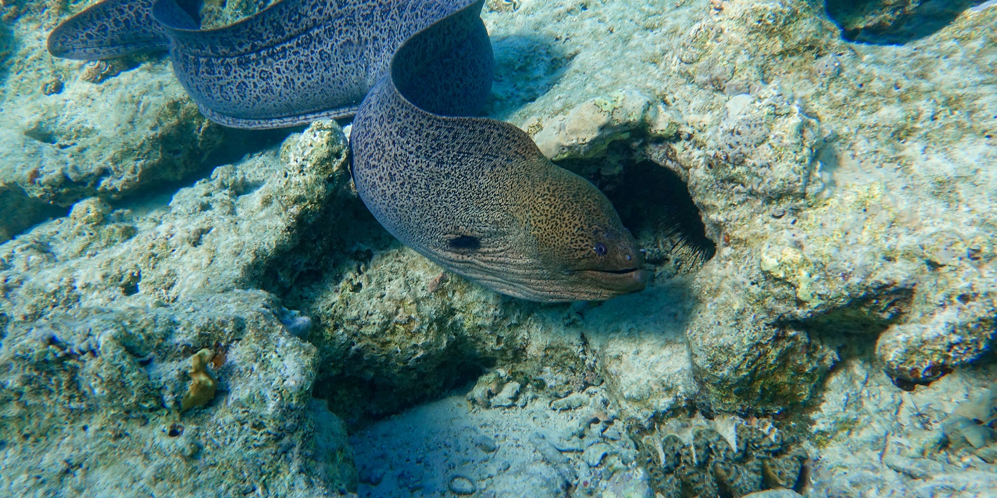 Moray Eel