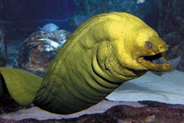 Moray Eels