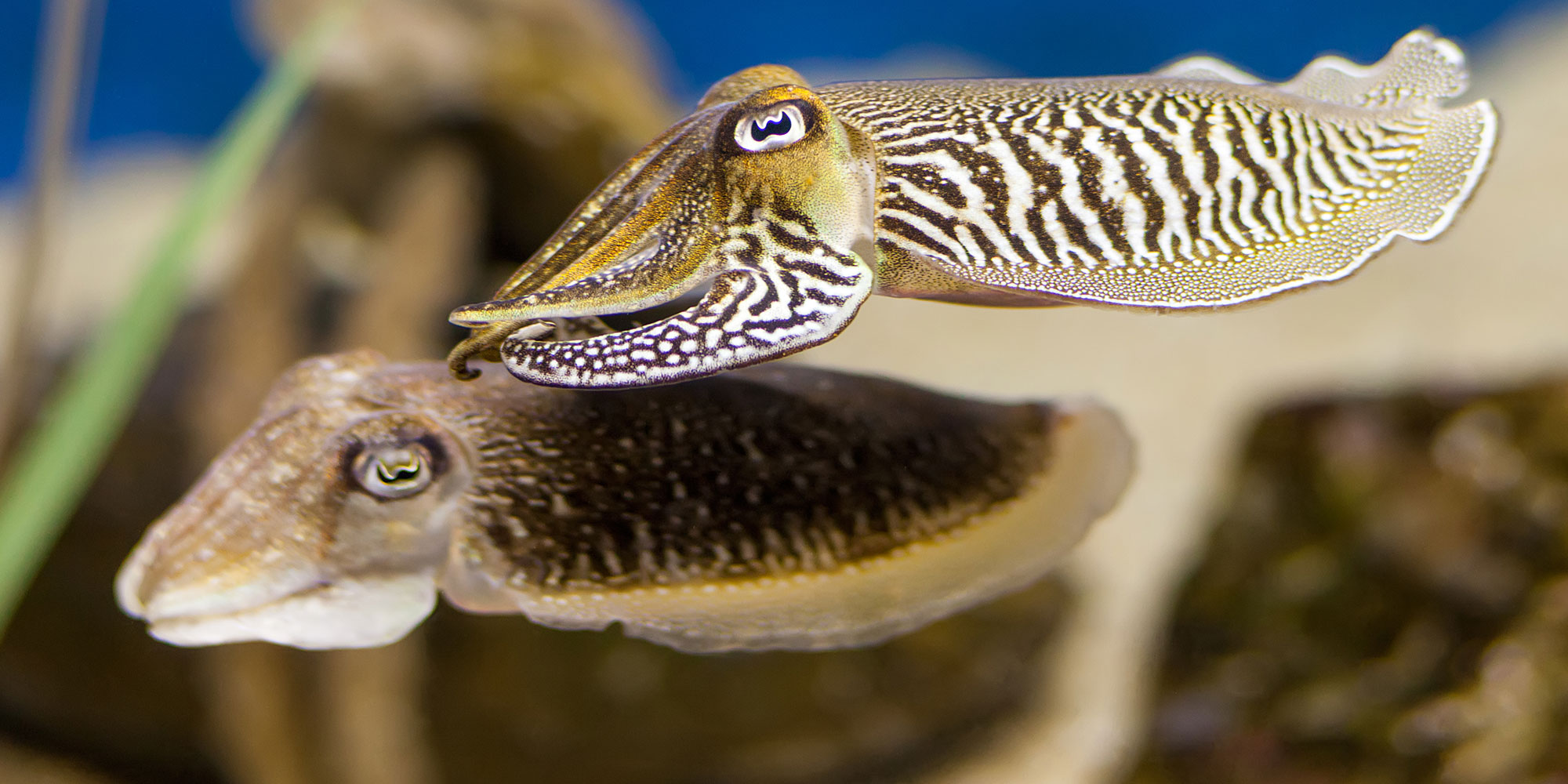 Two Cuttlefish