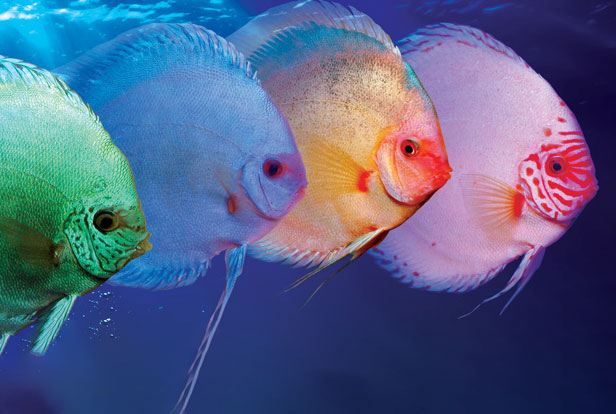 Discus Fish - Long Island Aquarium