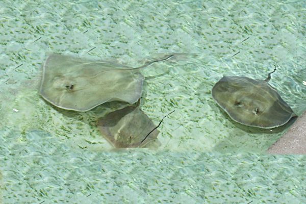 Stingrays