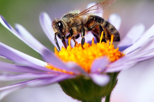 Western Honey Bee