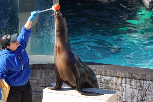 Sea Lion Show