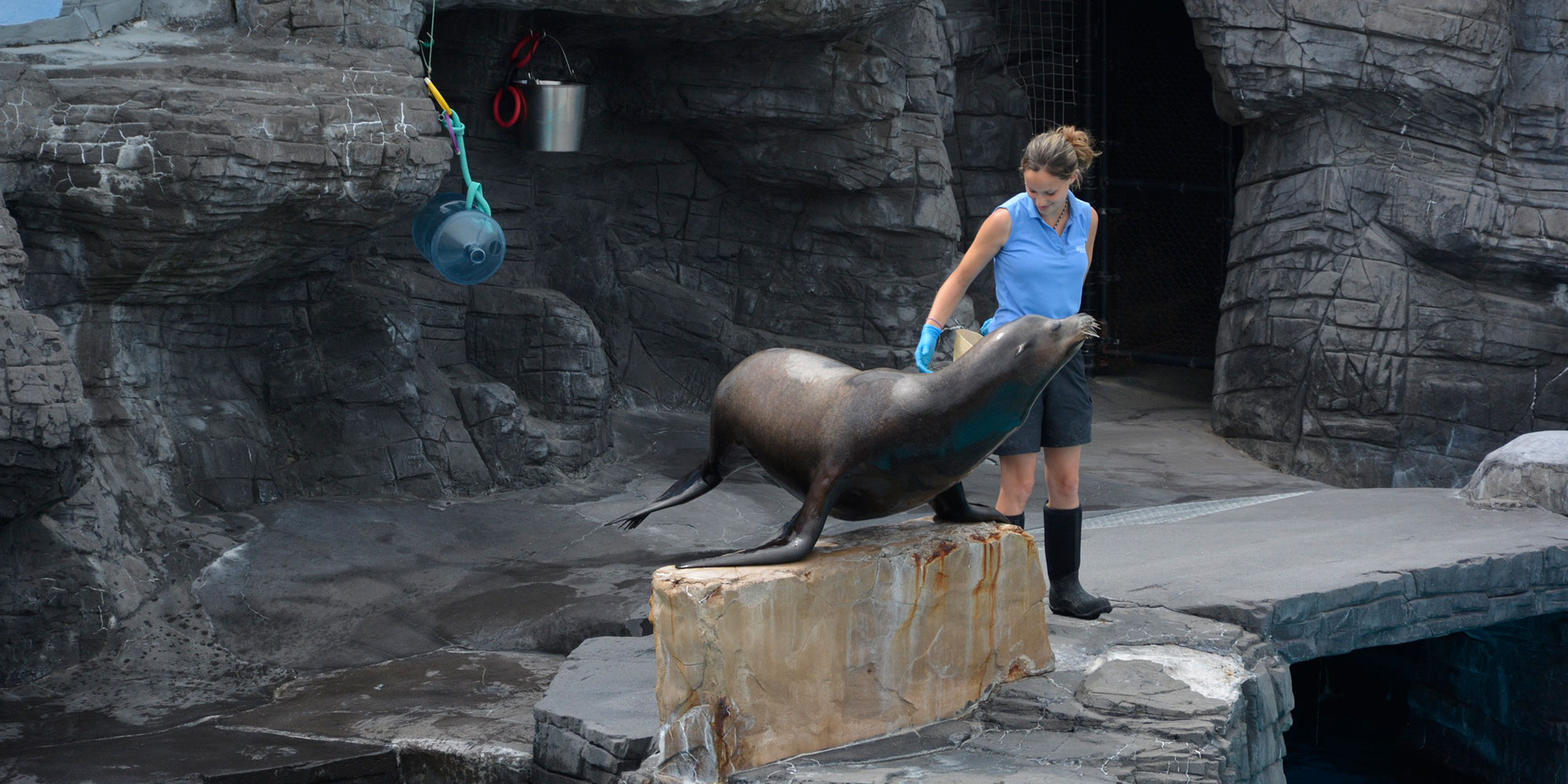 Sea Lion Show