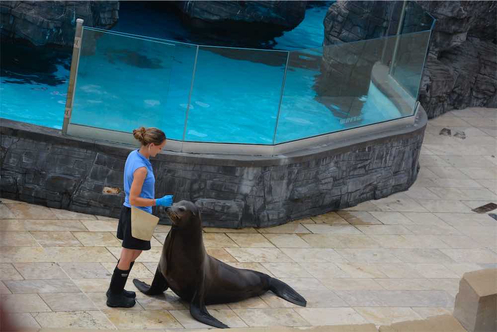 Sea Lion Show