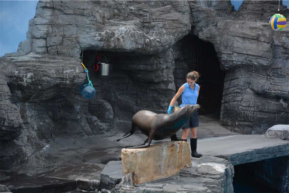 Sea Lion Show