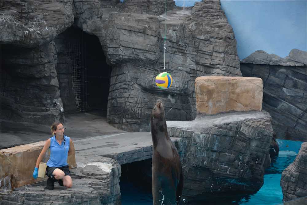 Sea Lion Show