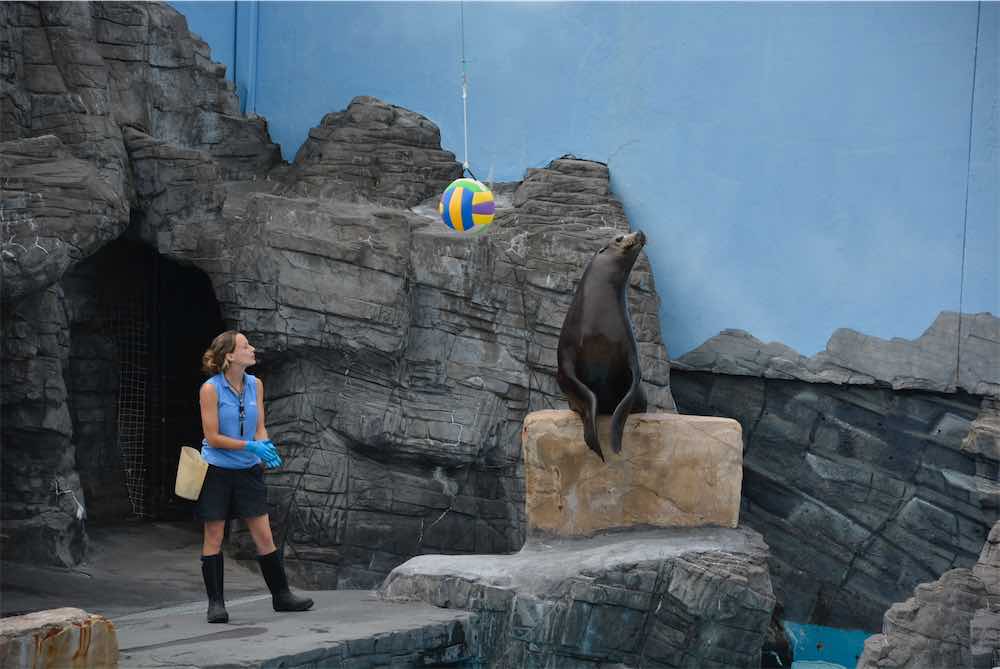 Sea Lion Show